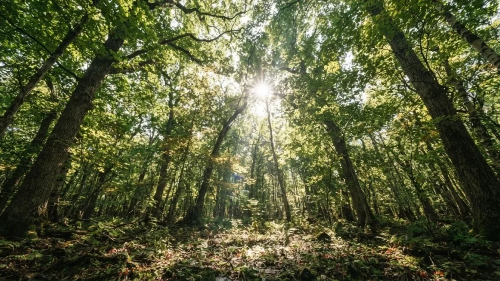 Komorebi: sunlight filtering through a forest canopy of leaves